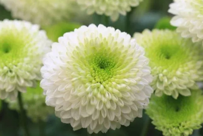 從種子到花海，東洋菊養殖技巧大公開，打造日式風情庭院！