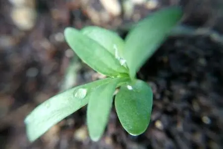 顛覆傳統！創新康乃馨種子種植方法，讓你的花朵比鄰居早開一個月！