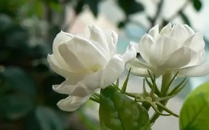 <b>茉莉花種子發芽開花秘籍大公開！讓你的陽臺秒變芬芳花海！</b>