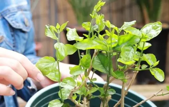 茉莉花種子發芽開花秘籍大公開！讓你的陽臺秒變芬芳花海！