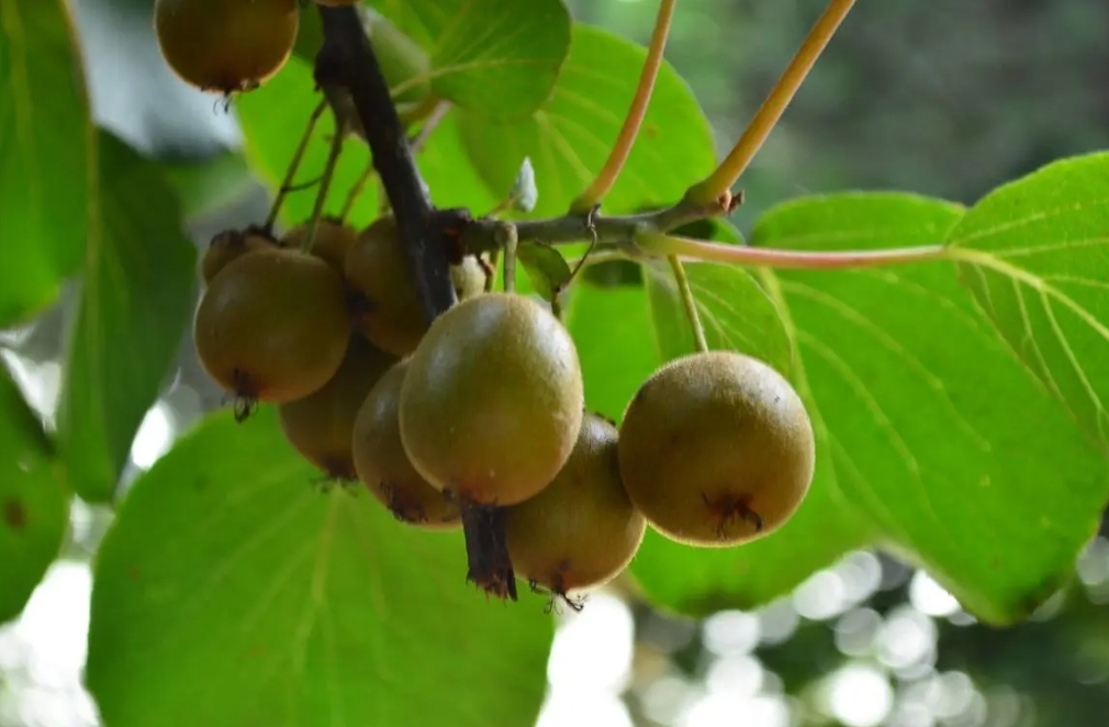 全球搜尋野生獼猴桃的特產(chǎn)故鄉(xiāng)，地域風(fēng)情畫(huà)卷孕育了不可思議的果香奇跡！