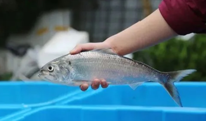 科技賦能打造綠色健康產業鏈-刀魚人工養殖技術的革新之路與管理藝術