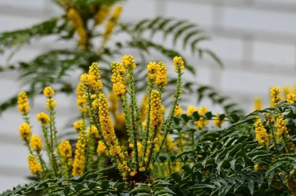 <b>十大功勞這株植物何以贏得如此霸氣之名？一草千功的奇跡植物！</b>