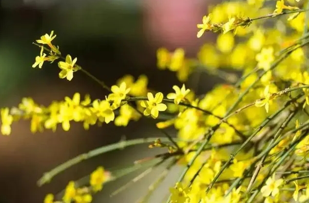 探春花修剪造型指南圖解，一剪一世界，美出春日限定款！