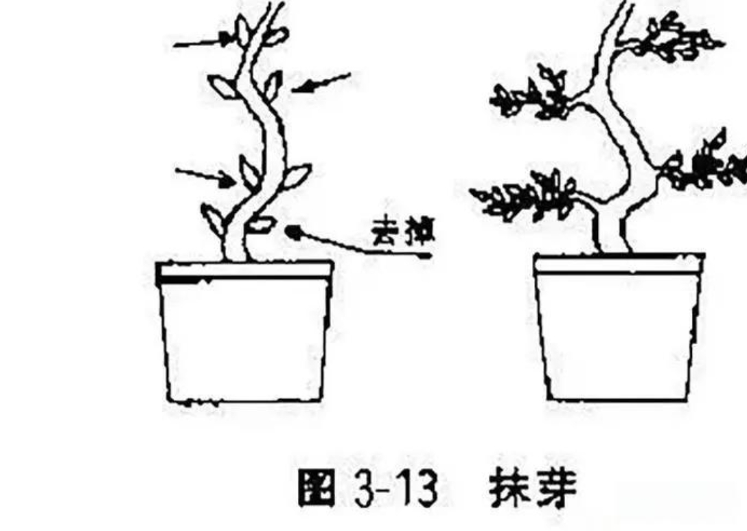 探春花修剪造型指南圖解，一剪一世界，美出春日限定款！