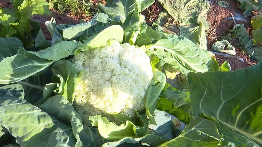 菜花菜的種植原產(chǎn)地與獨(dú)特風(fēng)味旅行，綠色寶石特色產(chǎn)地直擊。