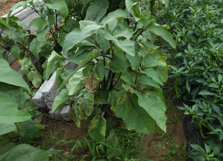 專家為你解答茄子葉片突然變黃是什么病害，遠離種植黃葉危機