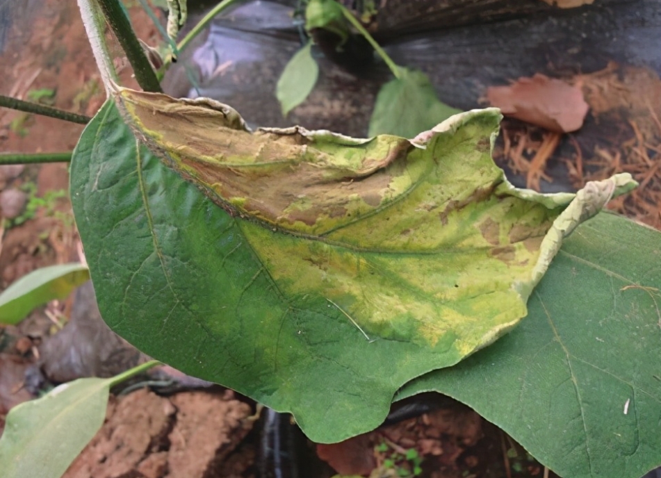 專家為你解答茄子葉片突然變黃是什么病害，遠離種植黃葉危機