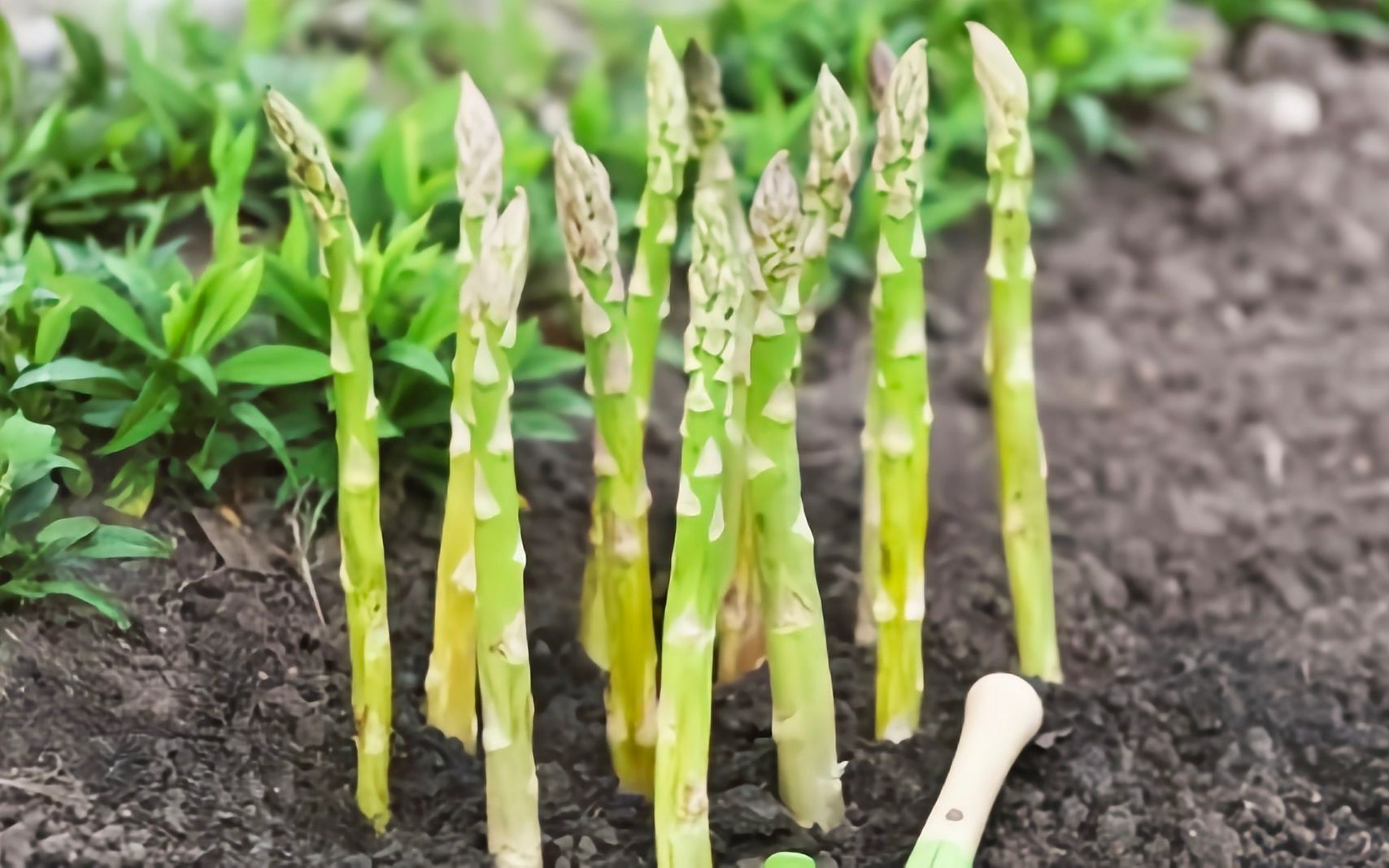 探索蘆筍種植地圖，品味產(chǎn)地特色享受綠色健康蘆筍