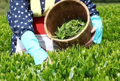 茶葉的制作方法和詳細(xì)流程-茶葉從鮮葉到香茗的奇幻變身之旅