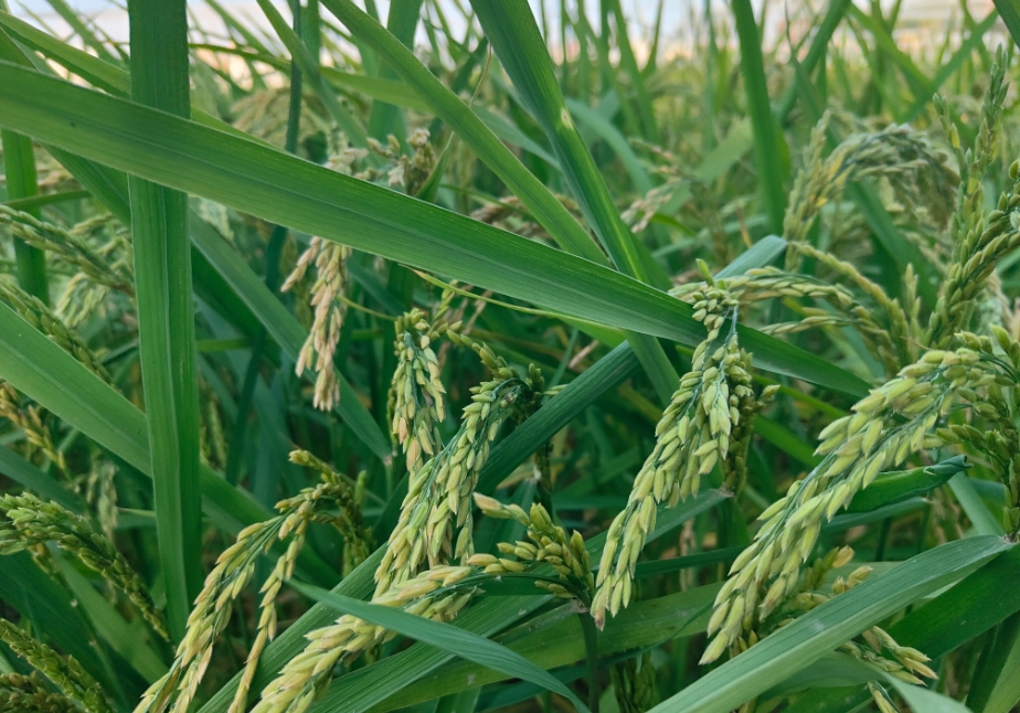 種植高品質(zhì)稻米之沖施肥的精準(zhǔn)使用方法與最佳時機，讓豐收觸