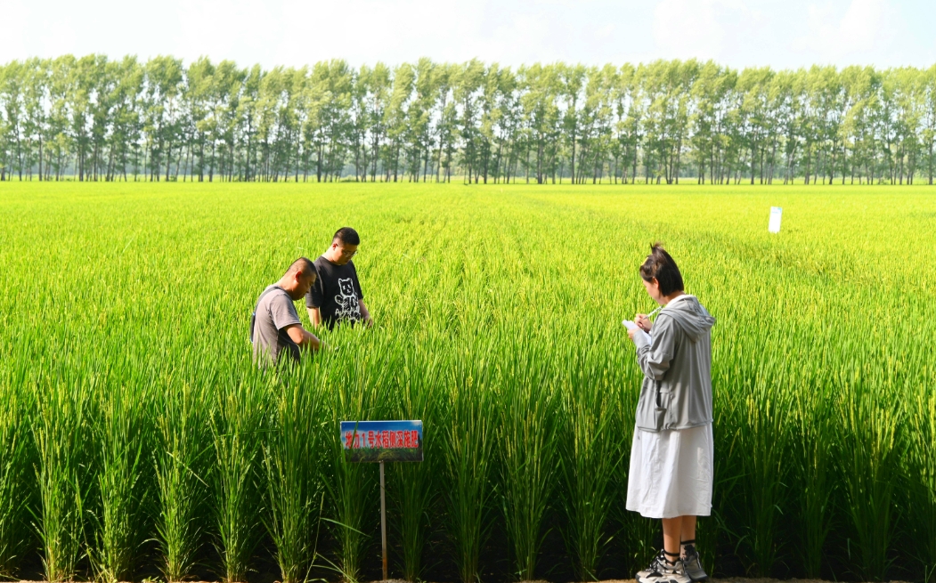 種植高品質(zhì)稻米之沖施肥的精準(zhǔn)使用方法與最佳時(shí)機(jī)，讓豐收觸手可及！