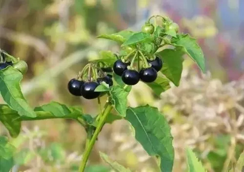 誤食有風險！龍葵果實毒性大起底，安全意識不可少！