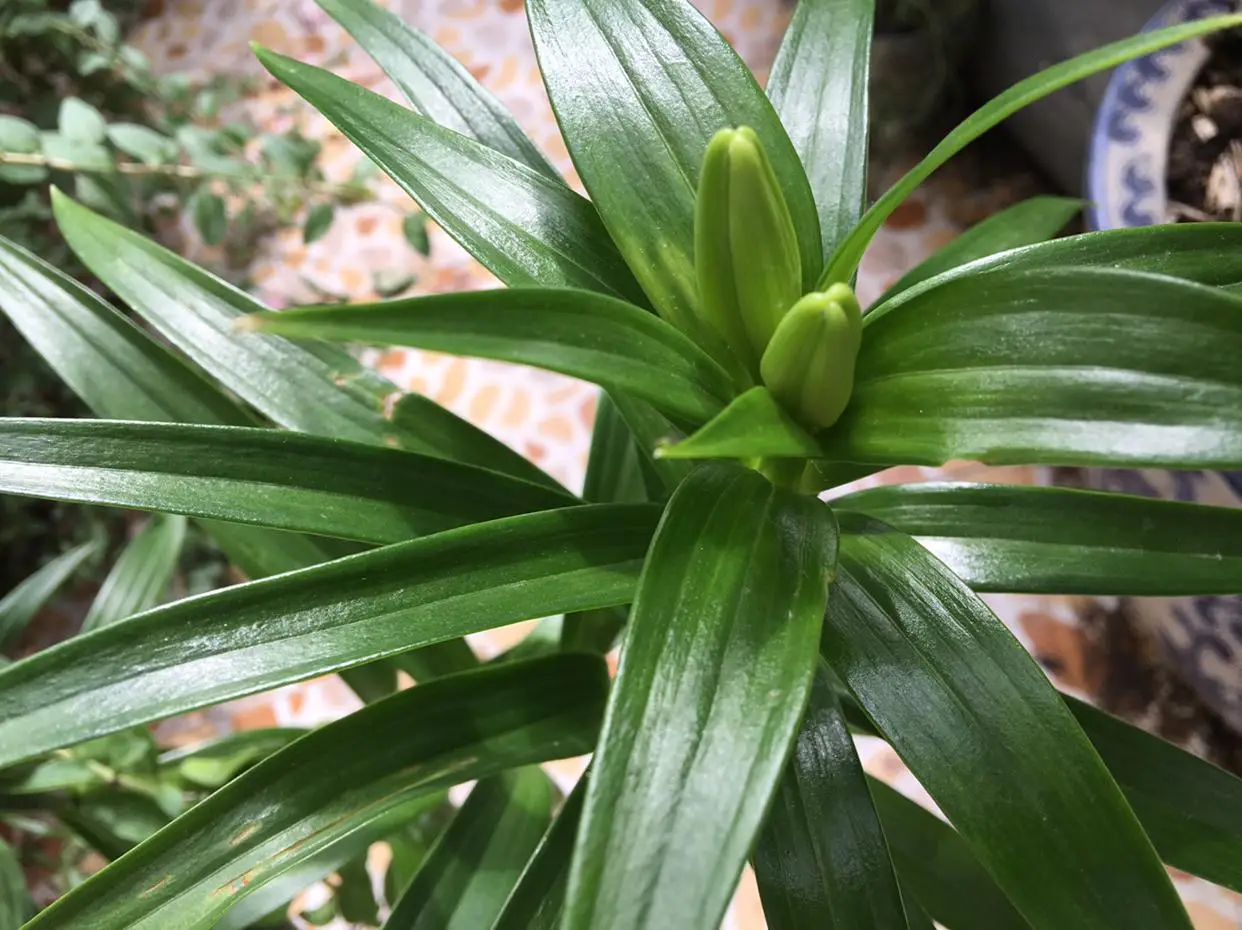 百合花的四季戀歌：百合花一年多次開花的自然奇跡