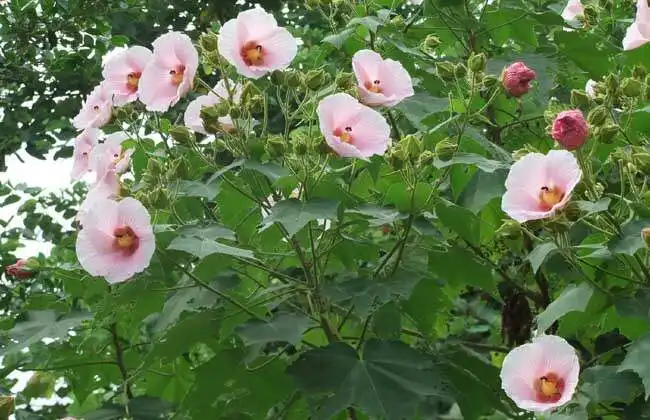 芙蓉花是美容圣品也是守護健康衛士，你不可不知的芙蓉花藥用寶藏！