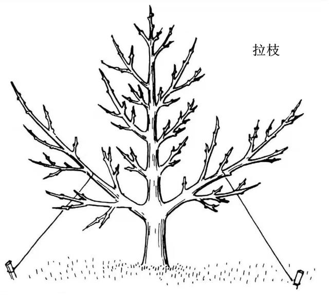 春日里的魔法剪：櫻花樹修剪全攻略，讓美麗不再只是瞬間！