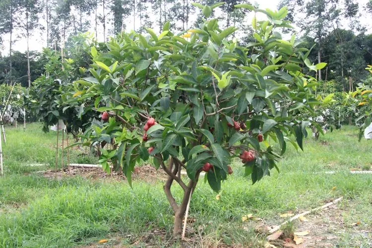 蓮霧種植生長環境與溫度要求，助你輕松培育美味果實