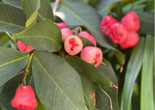 蓮霧種植生長(zhǎng)環(huán)境與溫度要求，助你輕松培育美味果實(shí)