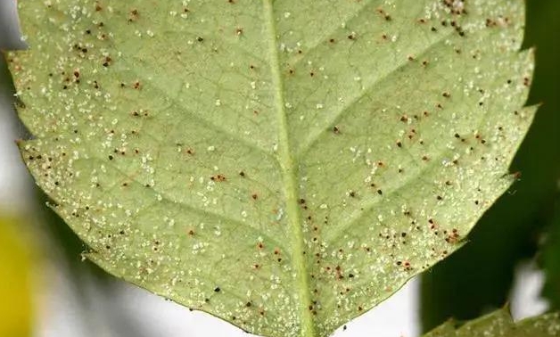 藥到病除！臍橙紅蜘蛛克星神藥推薦，防治效果炸裂！