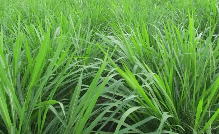 養豬新革命！牧草和豆渣哪種飼料讓豬群膘肥體壯，效益翻倍！