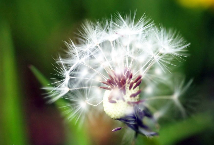 花卉界的‘風(fēng)行者’：除了蒲公英還有哪些花用風(fēng)傳遞生命的種