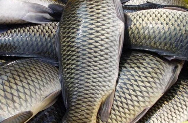 告別草魚不吃食煩惱！草魚養殖厭食癥”解決方案大放送！