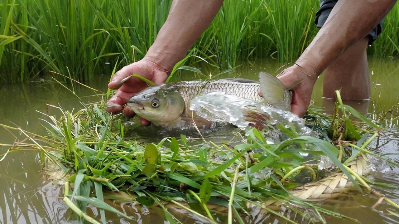 告別草魚不吃食煩惱！草魚養(yǎng)殖厭食癥”解決方案大放送！