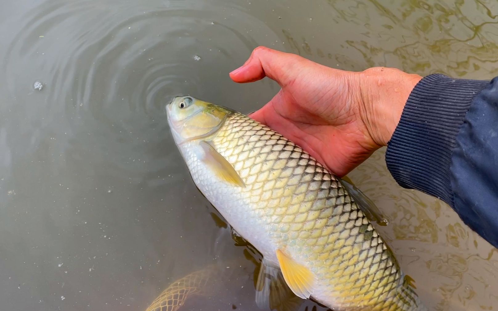 告別草魚不吃食煩惱！草魚養(yǎng)殖厭食癥”解決方案大放送！