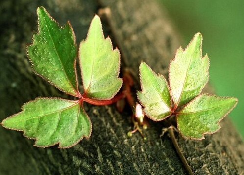 常春藤是爬山虎植物嗎？從科屬到習(xí)性都不同的兩大明星綠植。