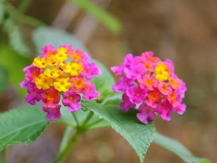 五色梅一年開幾次花？掌握養護技巧花開不斷