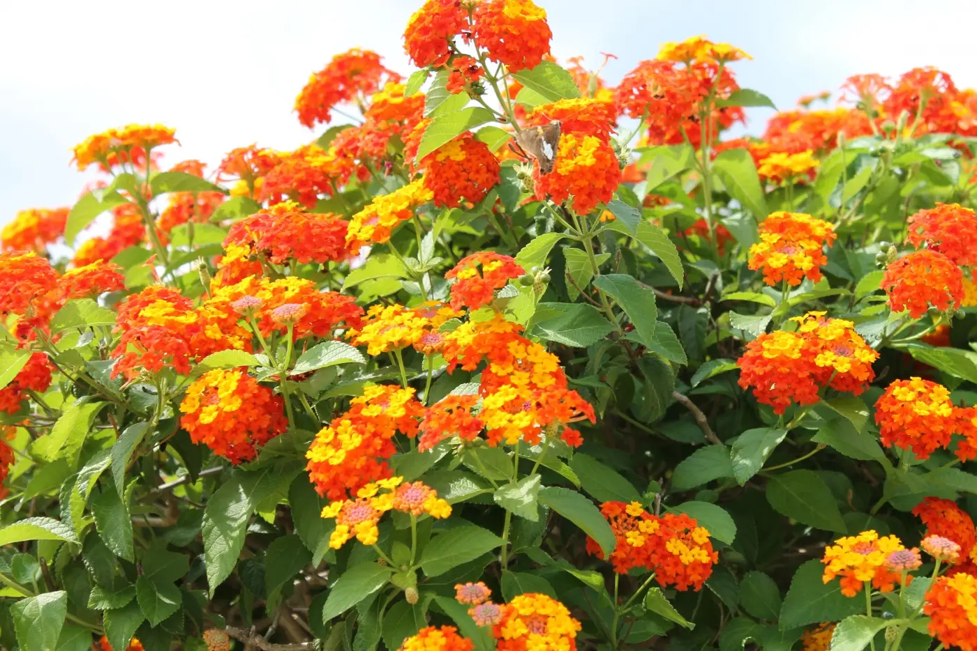 五色梅一年開幾次花？掌握養護技巧花開不斷