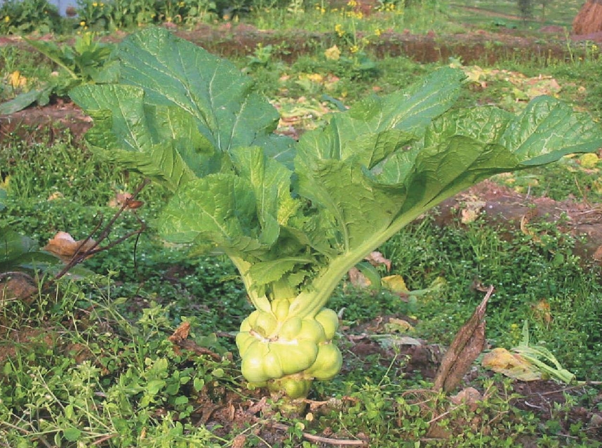 芥菜長什么樣子？芥菜圖片色彩斑斕形態大全。