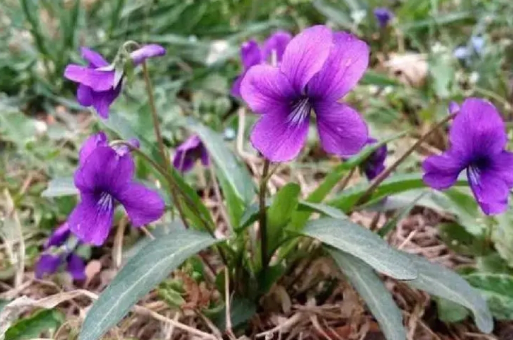 紫花地丁是蒲公英嗎？形似神非的兩種植物花卉