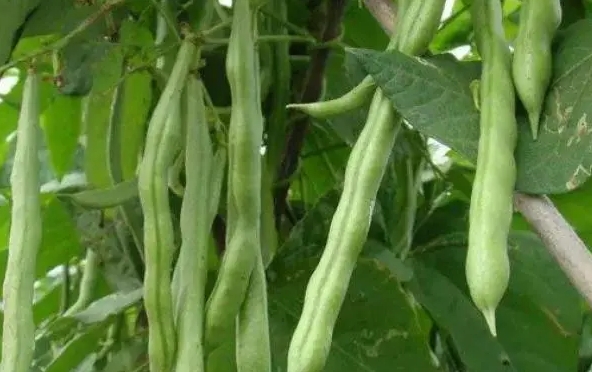 蕓豆是什么豆？探索蕓豆綠色寶石的種植產地。