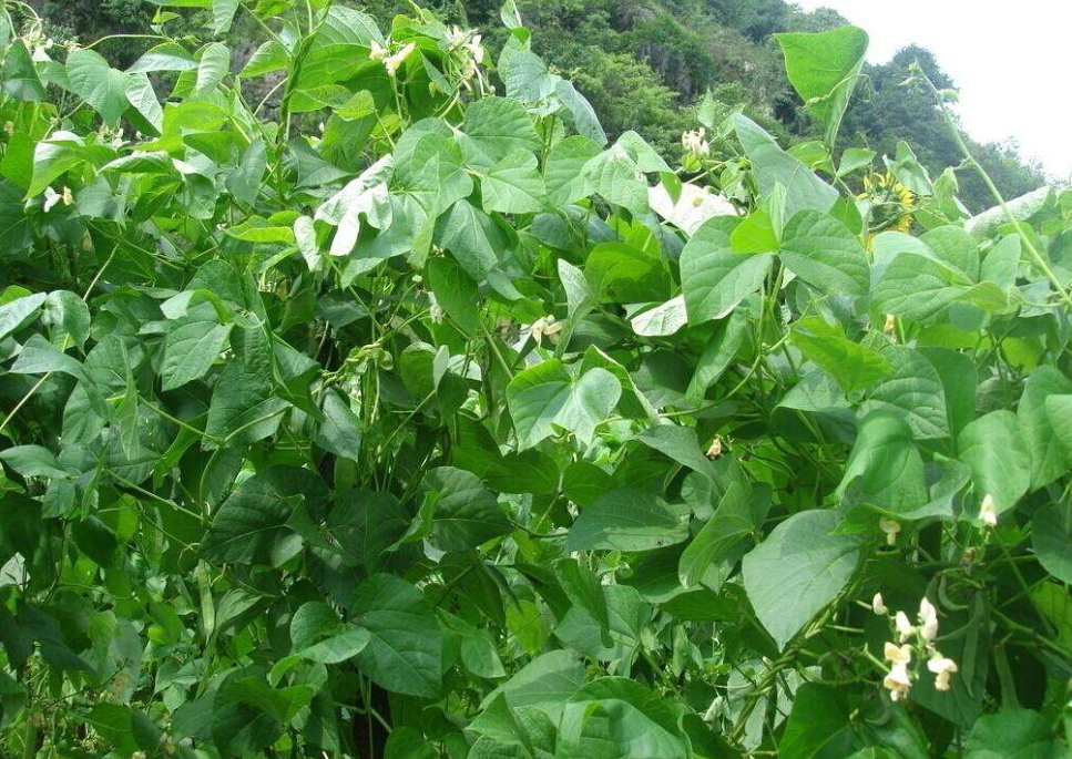 蕓豆是什么豆？探索蕓豆綠色寶石的種植產地。