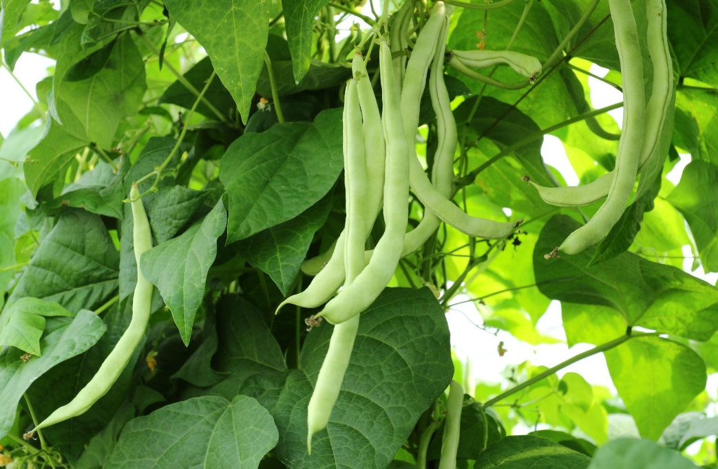 蕓豆是什么豆？探索蕓豆綠色寶石的種植產地。