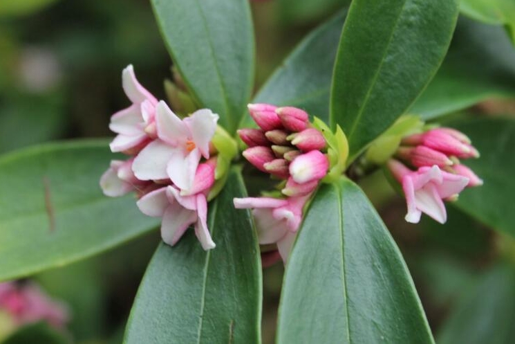 瑞香花是草本還是木本植物？木本植物的優雅代表