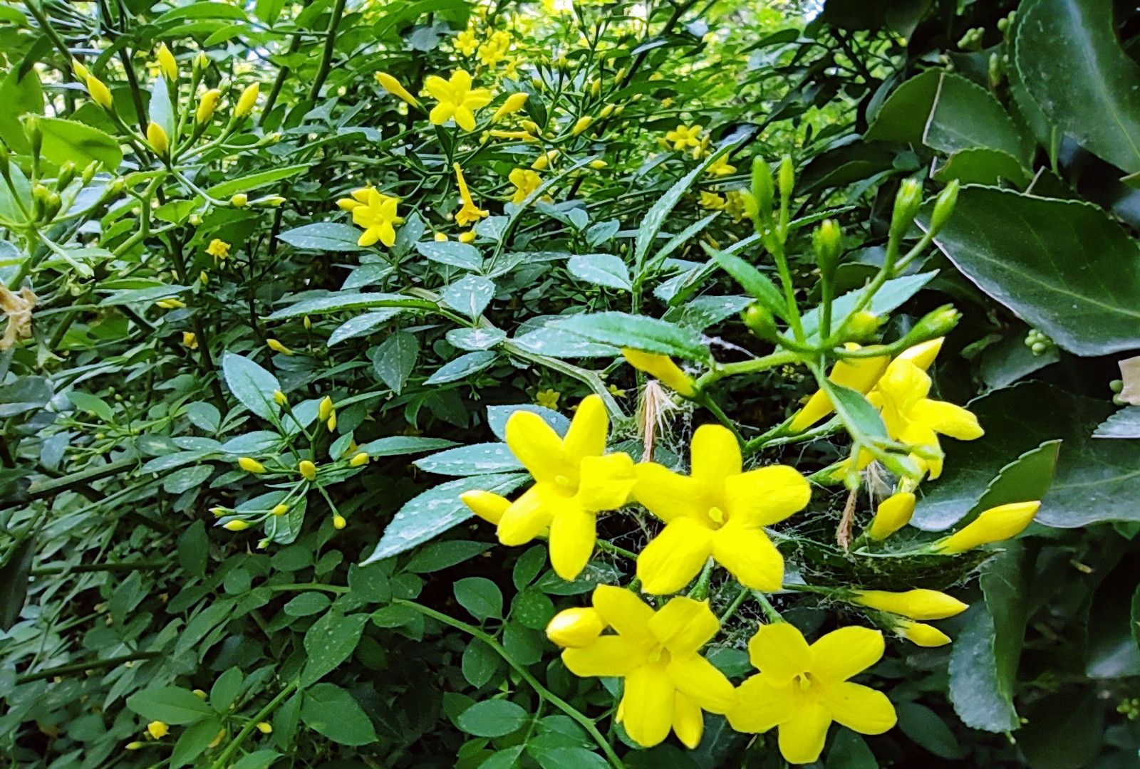 探春花葉子發黃什么原因?一站式解決指南+養護秘籍分享