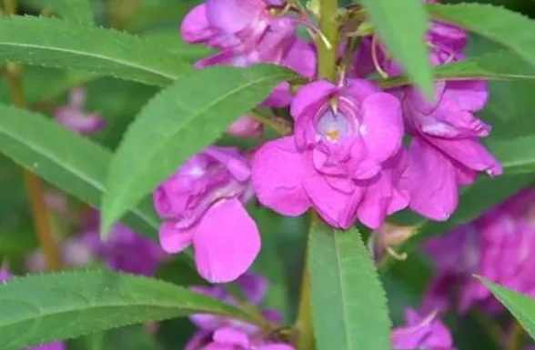 <b>鳳仙花有毒嗎？這些情況下鳳仙花可能對人體有害。</b>