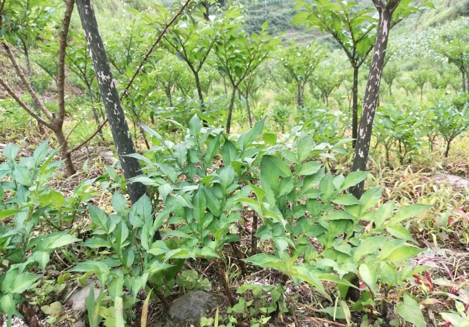 魔芋種子怎么育種幾天發芽？掌握種植技巧見證高效育種奇跡。