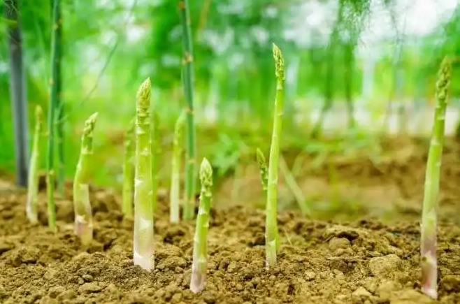 蘆筍是蘆葦長(zhǎng)出來(lái)的嗎？天壤之別的不同科屬植物。