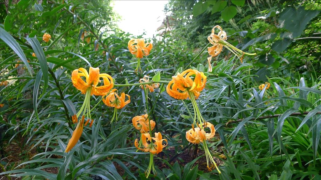 百合花最早出現在哪里？古老傳說與探索追尋百合起源。