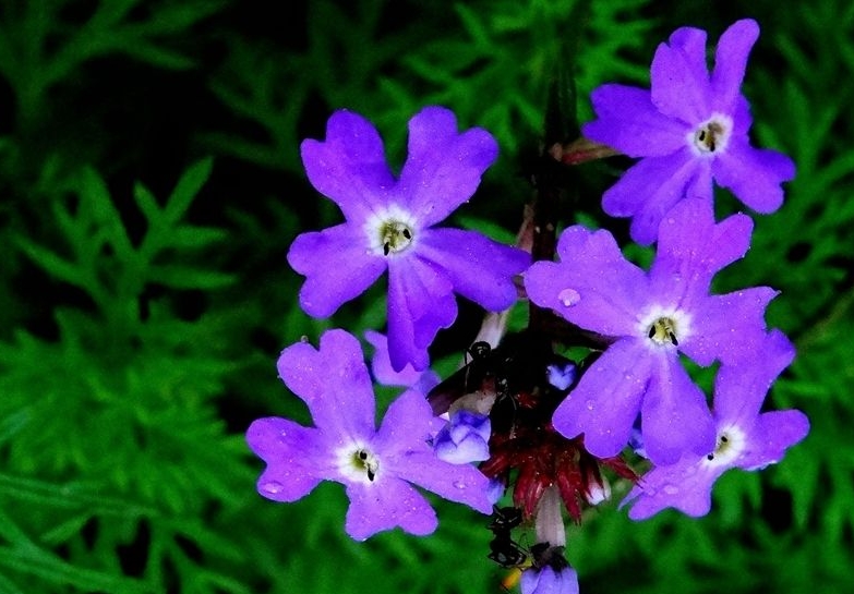 紫羅蘭怎么養護開花快？光照+澆水快速開花技巧