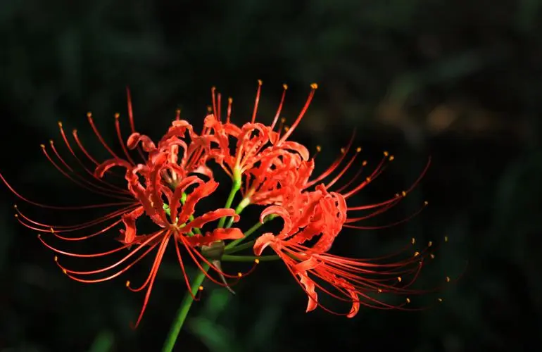 彼岸花是曼珠沙華嗎？彼岸花開與生死之界的使者。