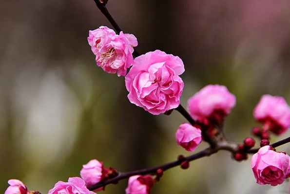 梅花有香味嗎？梅花香自苦寒來，淡雅幽香令人醉。