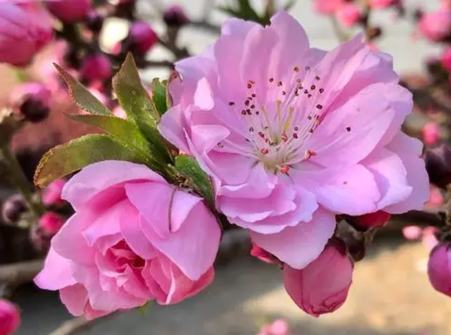 桃花有幾個花瓣？五瓣綻放寓意五福臨門的祝福。