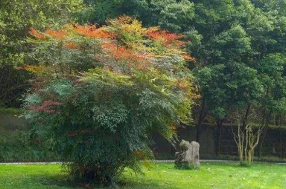 一眼萬年南天竹，選擇庭院最佳位置種植打造絕美庭院。