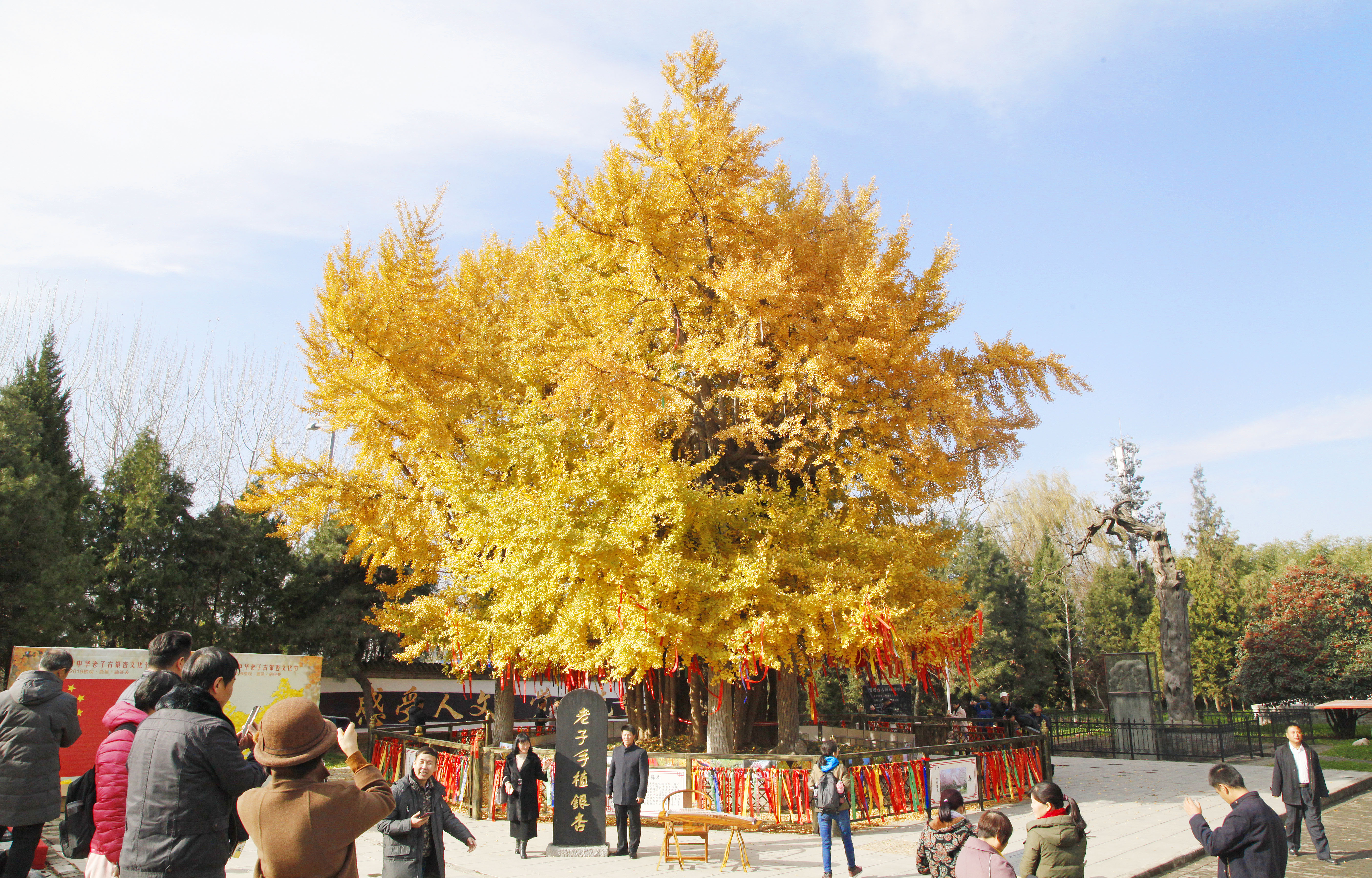 銀杏滿園，福運(yùn)連連-解讀銀杏樹的風(fēng)水密碼與美好寓意