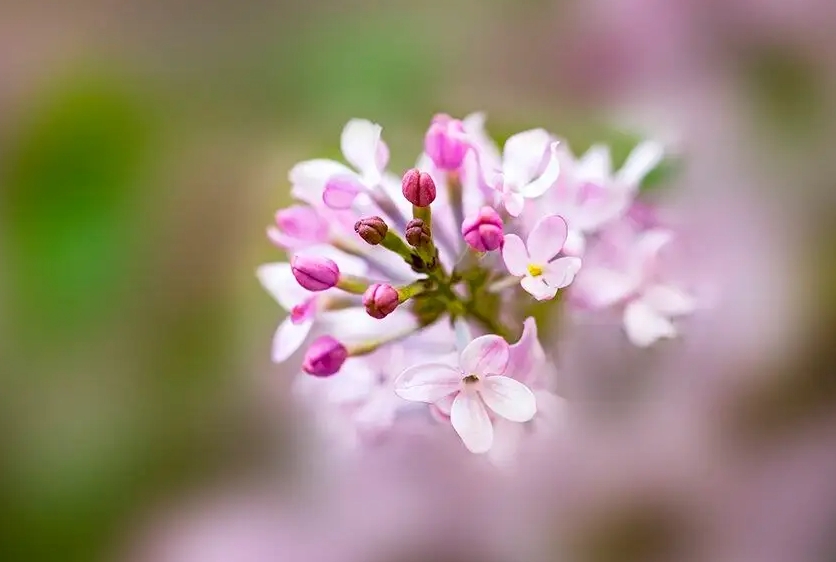 綠意盎然，香滿室—丁香花盆栽養(yǎng)護(hù)指南寶典