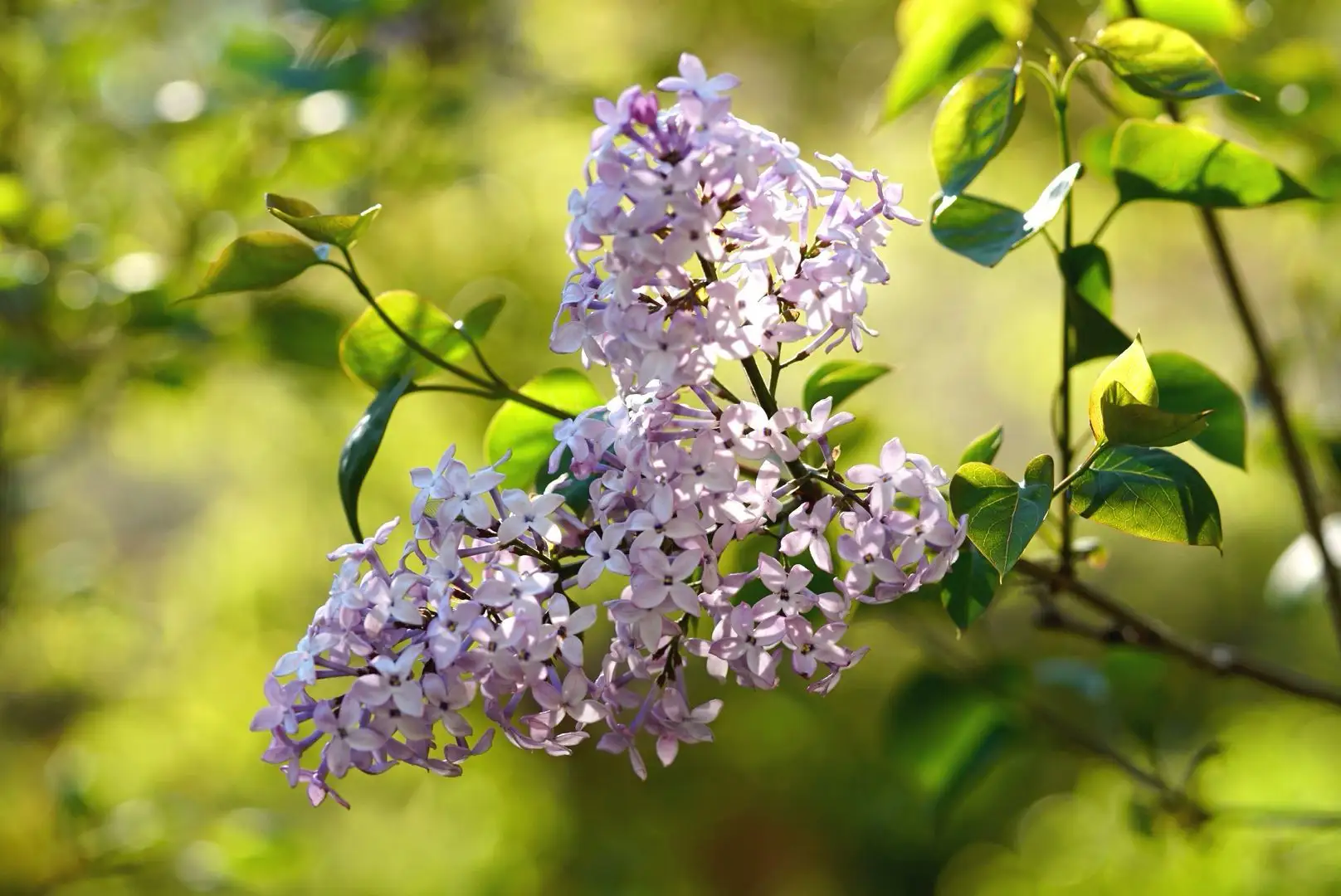 綠意盎然，香滿室—丁香花盆栽養(yǎng)護(hù)指南寶典